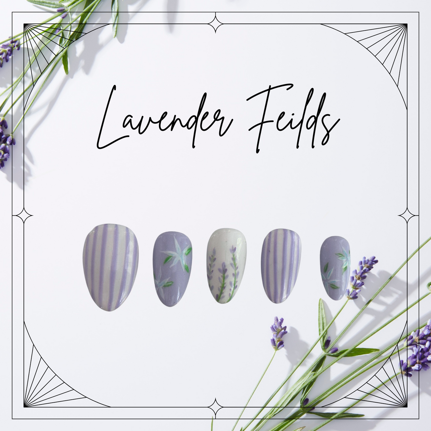 Lavender Feilds